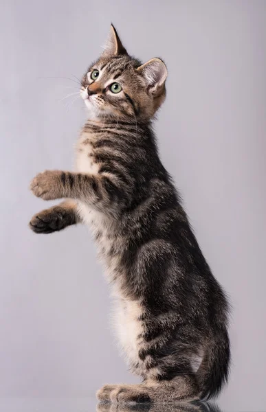 かわいい子猫 — ストック写真