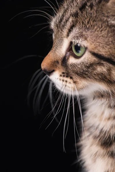 Leuk weinig katje — Stockfoto