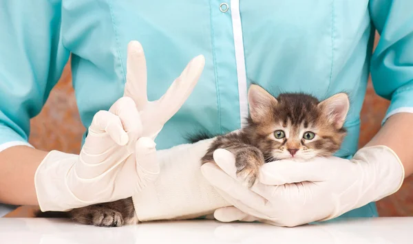 귀여운 작은 고양이 — 스톡 사진