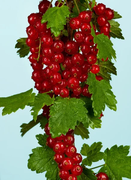 Fresh red currant — Stock Photo, Image