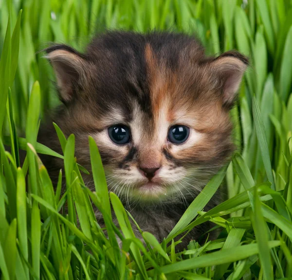Niedliches sibirisches Kätzchen — Stockfoto