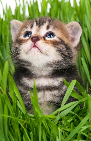 Leuk weinig katje — Stockfoto