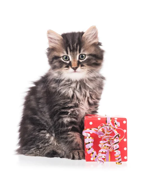 Cute siberian kitten — Stock Photo, Image