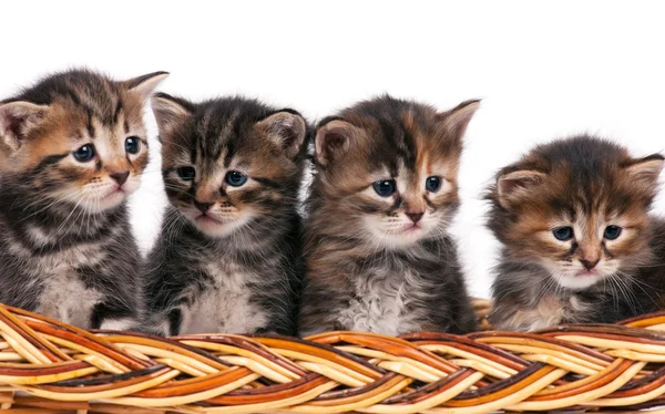 Lindos gatitos siberianos —  Fotos de Stock