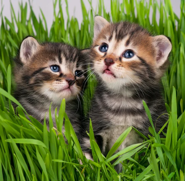 Niedliche kleine Kätzchen — Stockfoto