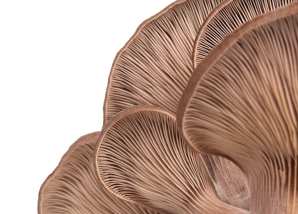 Сырые устричные грибы — стоковое фото