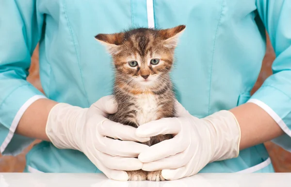 Lindo gatito — Foto de Stock