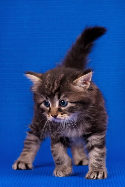 Mały kotek syberyjski — Zdjęcie stockowe