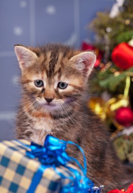 Şirin tüylü yavru kedi