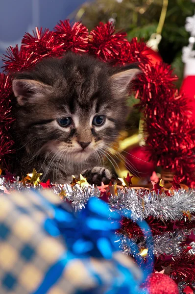 Söt fluffigt kattunge — Stockfoto