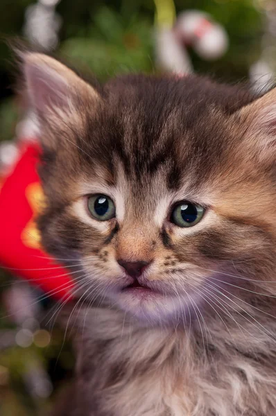 Cute fluffy kitten — Stock Photo, Image