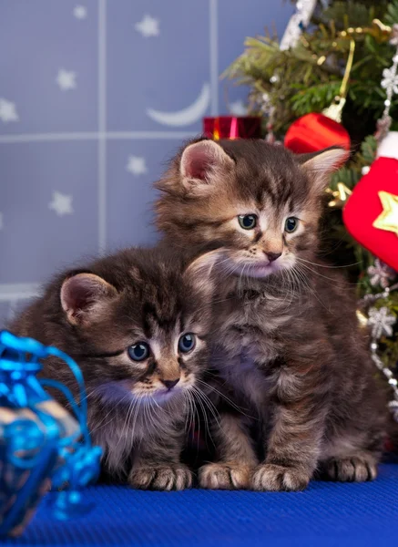 Симпатичные сибирские котята — стоковое фото