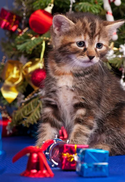 Niedliches, flauschiges Kätzchen — Stockfoto