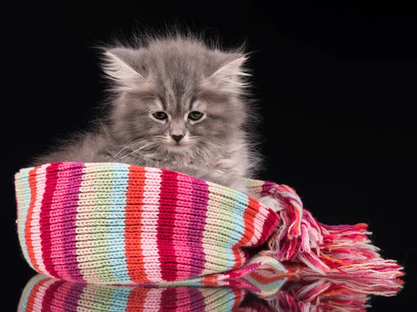 Gatinho fofo e sonolento — Fotografia de Stock