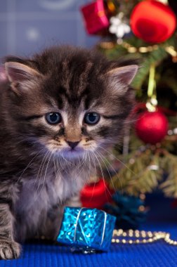 Şirin tüylü yavru kedi 