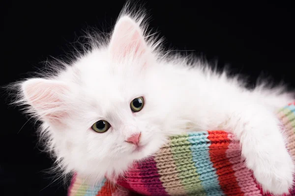 Χαριτωμένο γατάκι αφράτο — Φωτογραφία Αρχείου
