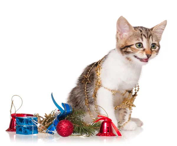 Gatinho bonito — Fotografia de Stock