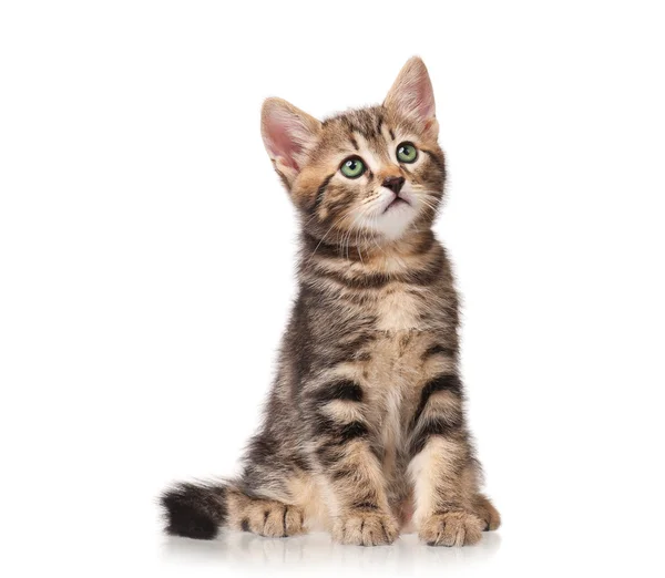 Cute kitten — Stock Photo, Image