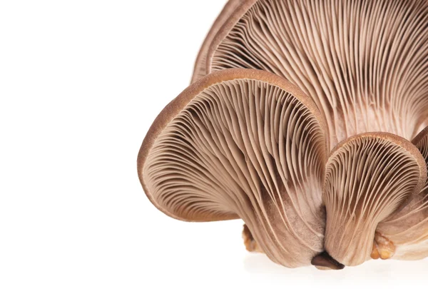 牡蛎蘑菇 — 图库照片