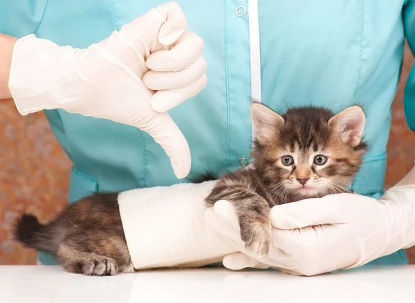 Şirin kedi yavrusu — Stok fotoğraf