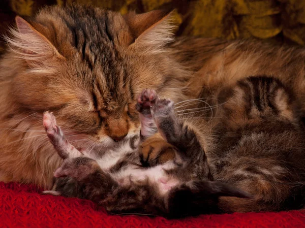 Siberische kat — Stockfoto