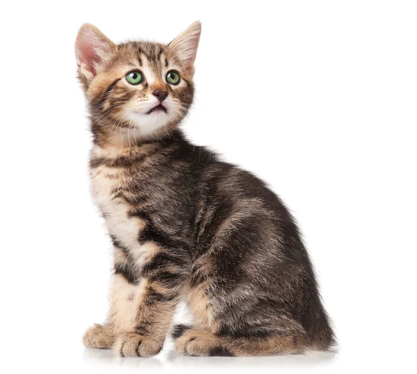 Cute kitten — Stock Photo, Image