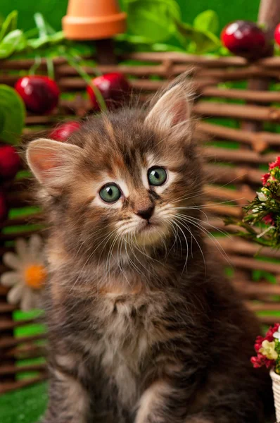 Şirin kedi yavrusu — Stok fotoğraf