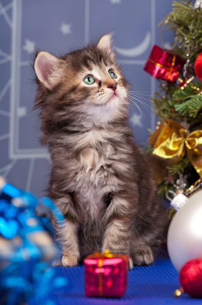 Flauschiges Kätzchen — Stockfoto