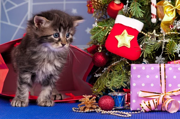 Flauschiges Kätzchen — Stockfoto