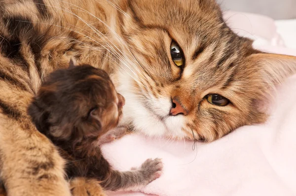 シベリア猫 — ストック写真