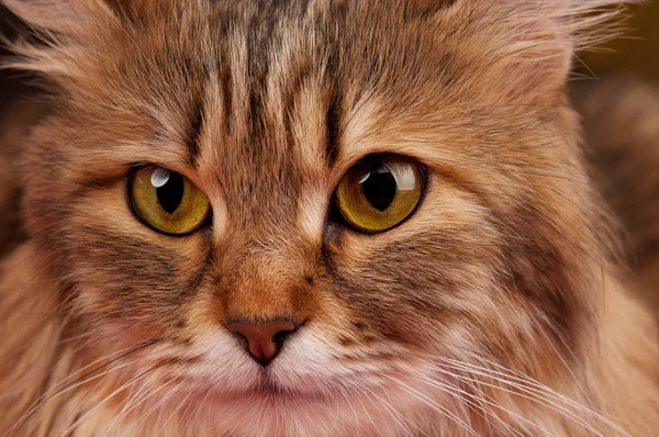 Siberian cat — Stock Photo, Image