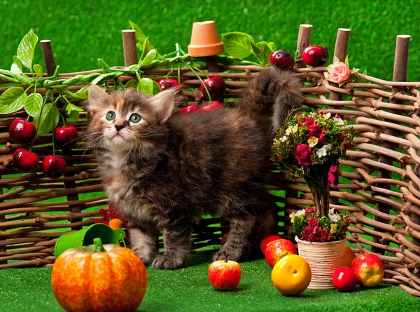 Siberian kitten — Stock Photo, Image