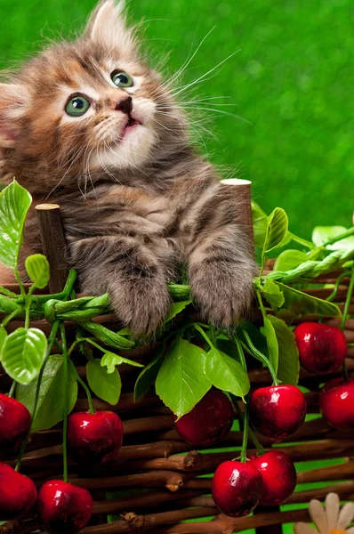 Siberian kitten — Stock Photo, Image