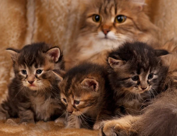 Gatinho siberiano — Fotografia de Stock