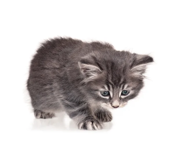 Cute kitten — Stock Photo, Image