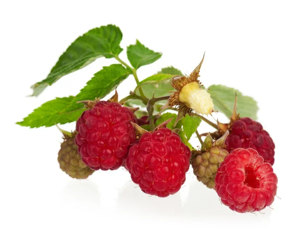 Reife Himbeeren — Stockfoto