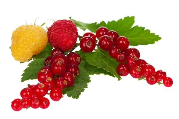 Shiny berries — Stock Photo, Image