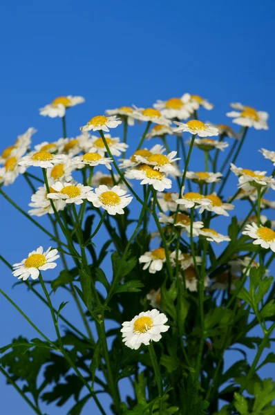 Bílý camomiles — Stock fotografie