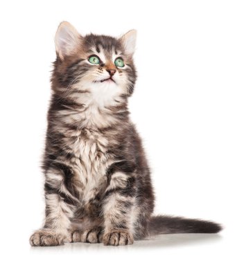 kabarık kedi yavrusu