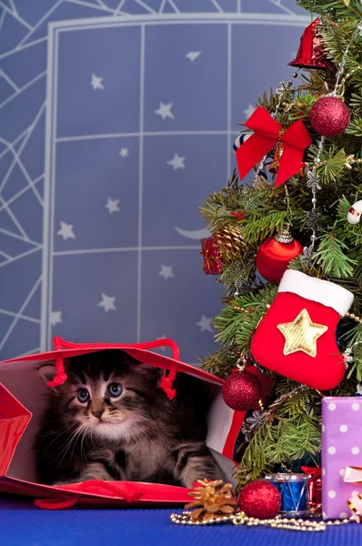 Flauschiges Kätzchen — Stockfoto