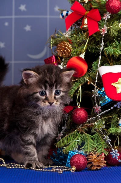 Kabarık kedi yavrusu — Stok fotoğraf