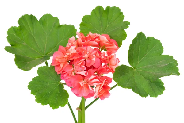 Geranium flower — Stock Photo, Image