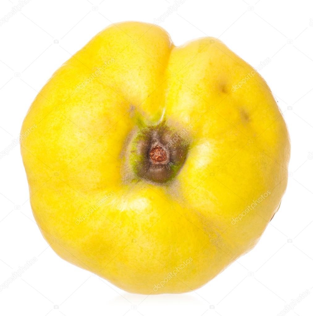 Yellow quince