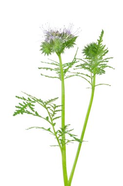 çiçek açan phacelia