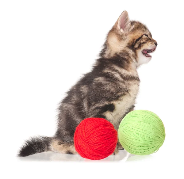 Cute kitten — Stock Photo, Image