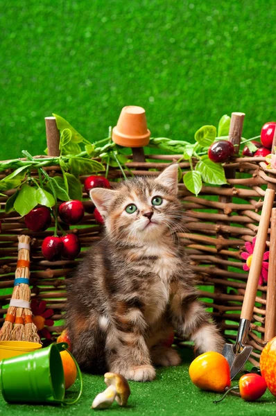 Cute kitten — Stock Photo, Image