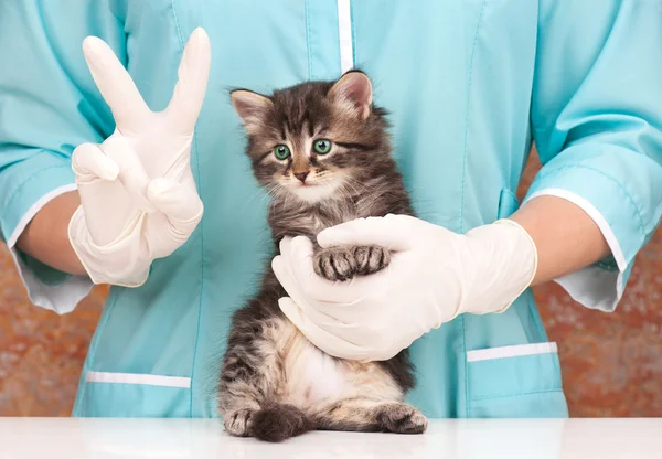 Veterinaire enquête — Stockfoto