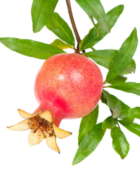 Unga granatäpple — Stockfoto