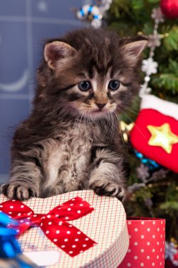 kabarık kedi yavrusu