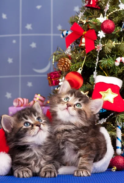 Gatinhos bonitos — Fotografia de Stock